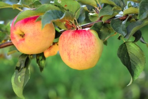 Lee más sobre el artículo Fertilización de reserva en frutales ( Parte 1)