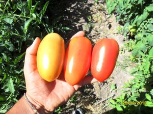 Lee más sobre el artículo Optimización del rendimiento y calidad del tomate: Factores clave y el papel de los bioestimulantes